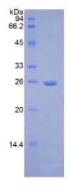 SDS-PAGE (FGF9-647H).jpg